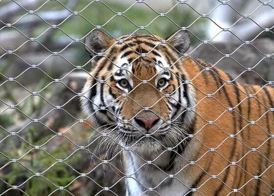 ステンレス鋼ロープメッシュ動物園フェンス – 高い安全性と美観